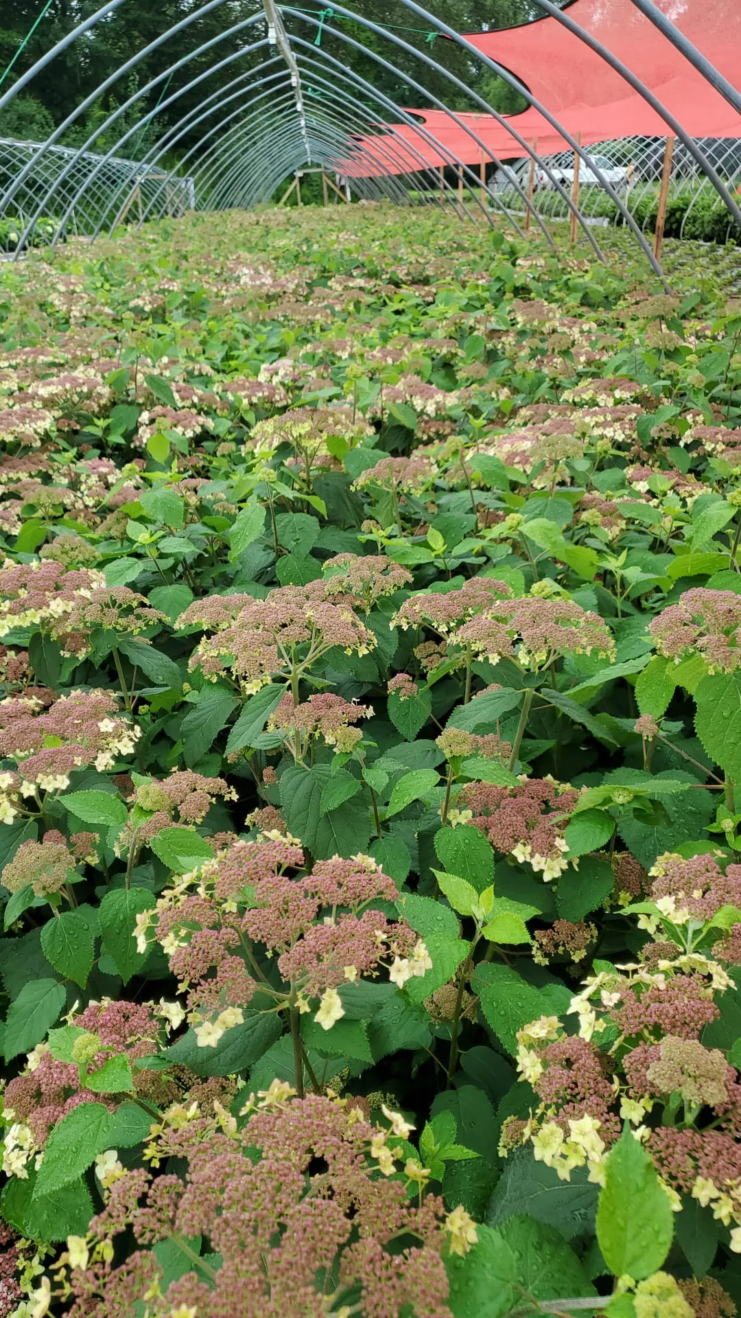 Hydrangea arborescens Pinky Pollen Ring™ ('SMHALP')