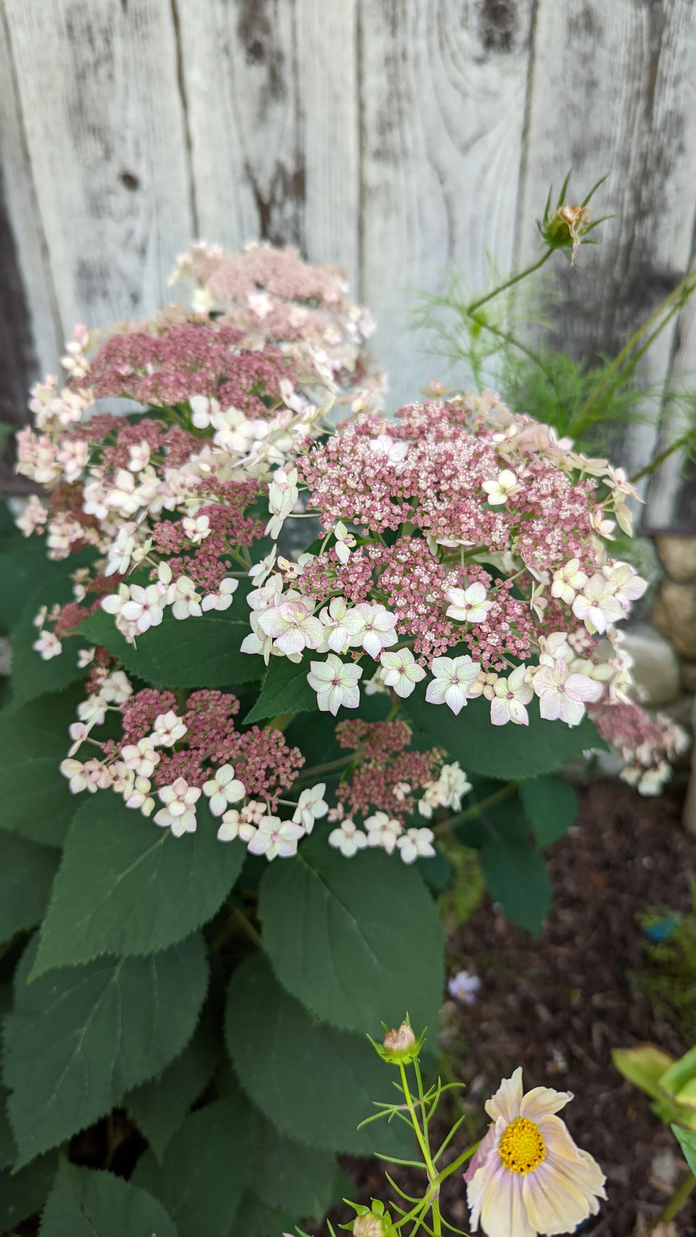 Hydrangea arborescens Pinky Pollen Ring™ ('SMHALP')