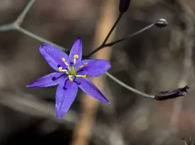 Tufted Blue Lily