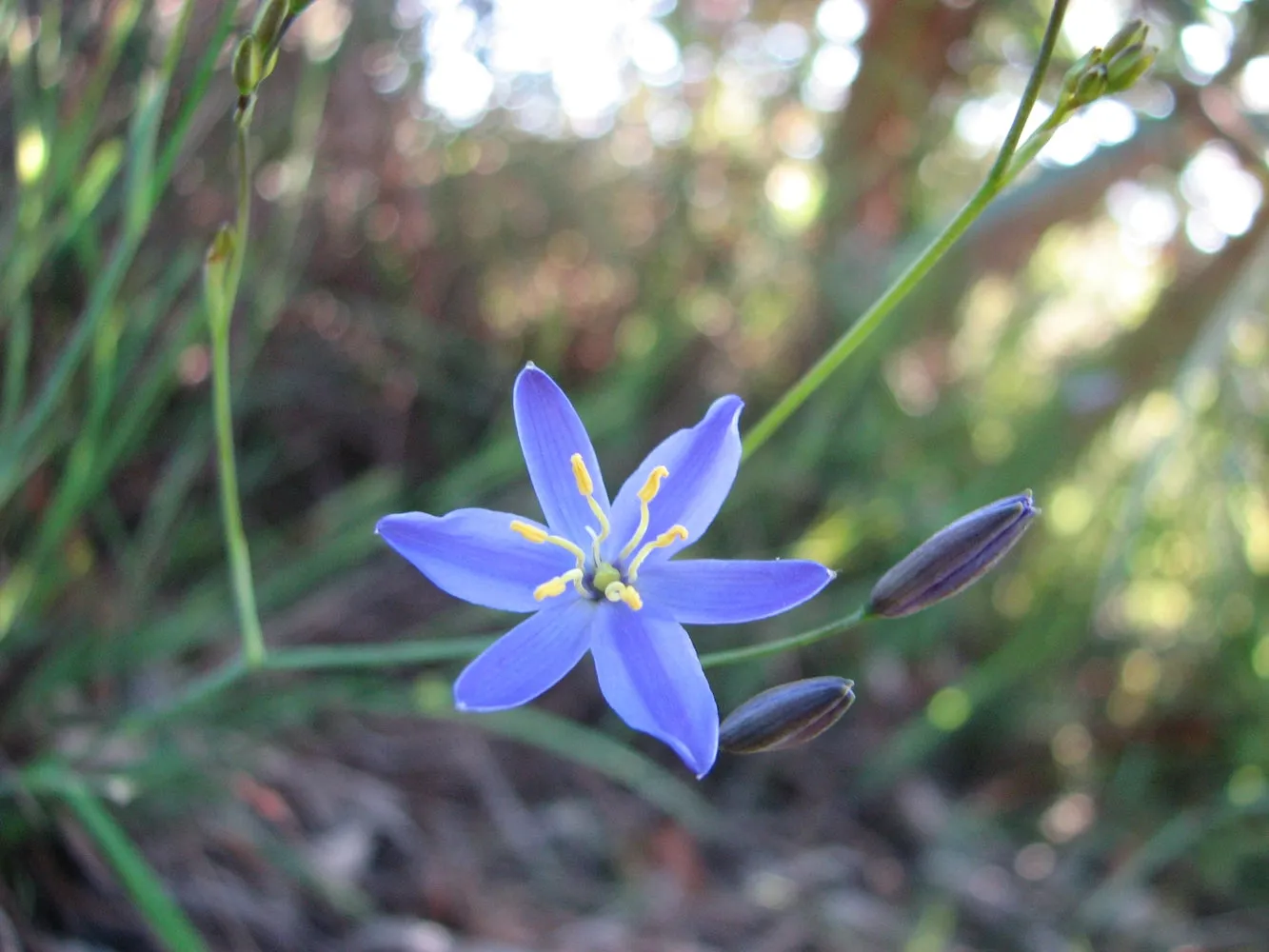 Tufted Blue Lily